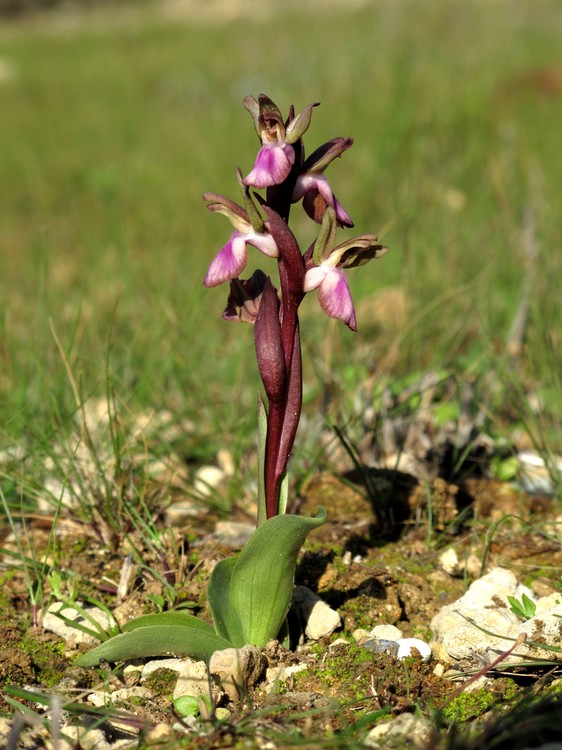 Anacamptis collina